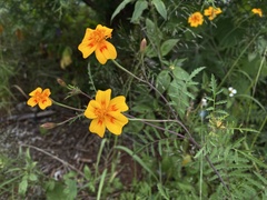 Tagetes lunulata