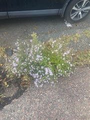 Symphyotrichum novi-belgii
