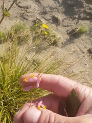 Capnoides sempervirens