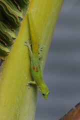 Phelsuma laticauda laticauda