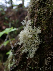 Sphaerophorus tuckermanii