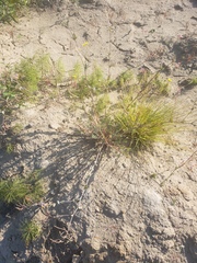 Capnoides sempervirens