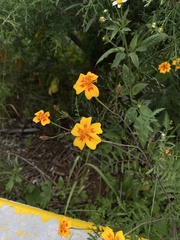 Tagetes lunulata