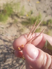 Capnoides sempervirens