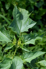 Datura stramonium