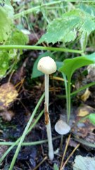Protostropharia semiglobata