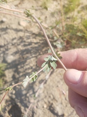 Capnoides sempervirens