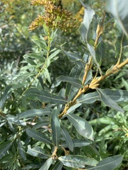 Salix petiolaris