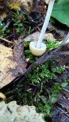 Protostropharia semiglobata