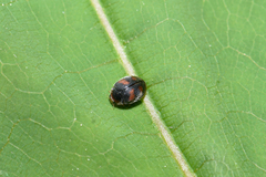 Scymnus subvillosus