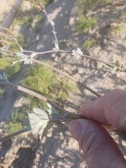 Capnoides sempervirens