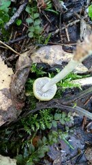 Protostropharia semiglobata