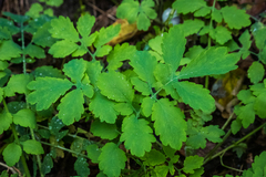 Chelidonium majus