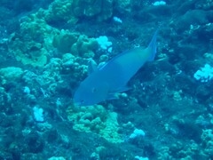 Scarus rubroviolaceus