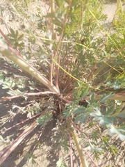 Capnoides sempervirens