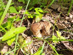 Boletus reticulatus