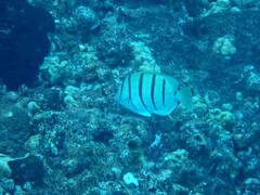 Acanthurus triostegus