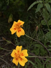 Tagetes lunulata