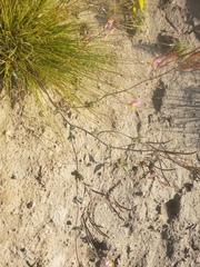 Capnoides sempervirens