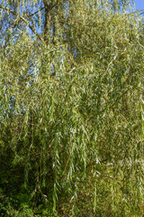 Salix babylonica
