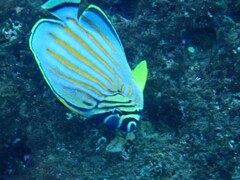 Chaetodon ornatissimus