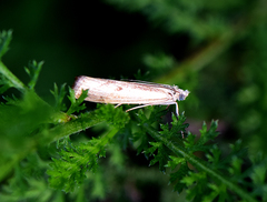 Agriphila