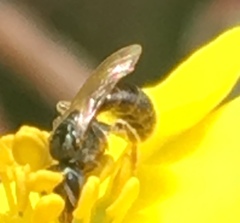 Lasioglossum