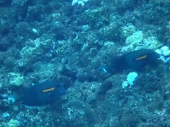 Acanthurus olivaceus