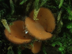 Scutellinia