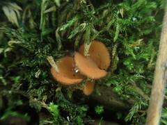 Scutellinia