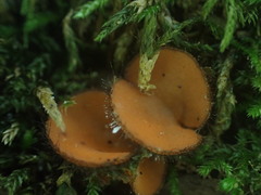 Scutellinia