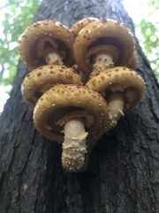 Pholiota