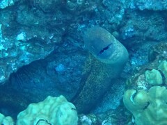 Gymnothorax flavimarginatus