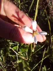 Pelargonium alchemilloides