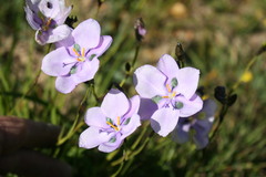 Aristea biflora