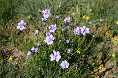 Aristea biflora