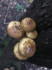 Pholiota