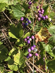 Ampelopsis glandulosa