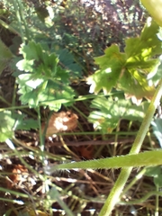 Pelargonium alchemilloides