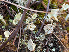 Cladonia sulphurina