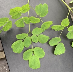 Thalictrum pubescens