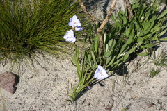 Aristea spiralis