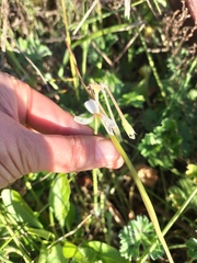 Pelargonium alchemilloides