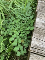 Thalictrum pubescens