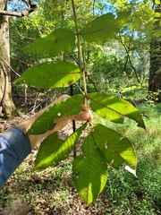 Carya tomentosa