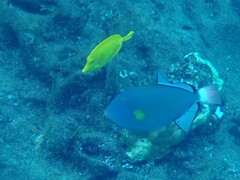 Melichthys vidua