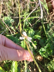 Pelargonium alchemilloides