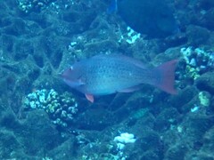 Scarus rubroviolaceus