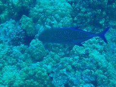 Caranx melampygus