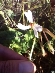Pelargonium alchemilloides
